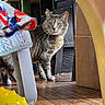 Hiemdall joined the competition — help win amazing prizes! cat, tabby, indoor, wooden_floor, cardboard_box, blanket, yellow_ball, curious, pet, whiskers, feline, animal, domestic, standing, household, furniture, natural_light, alert, looking, ears