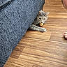cat, gray_tabby, couch, blue_couch, wooden_floor, snack, pet, animal, indoor, playful, child_hand, curious, paw, feline, hiding, home, floor, furniture, closeup, domestic_animal