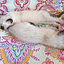 Armony a rejoint le concours — aidez-le/la à gagner de superbes lots ! cat, kitten, sleeping, siamese, fur, animal, pet, cozy, cushion, pattern, colorful, indoor, resting, cute, two, closeup, soft, domestic, feline, relax