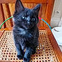 Armony a rejoint le concours — aidez-le/la à gagner de superbes lots ! kitten, black_cat, sitting, chair, wood, woven, indoor, pet, animal, curious, wide_eyes, feline, floor, robot_vacuum, colorful_hoop, cute, fur, whiskers, ears, home