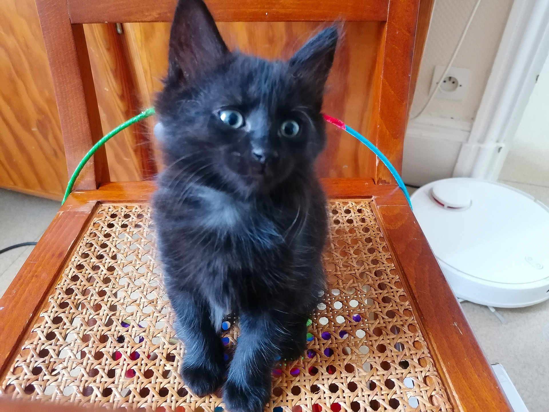 Armony a rejoint le concours — aidez-le/la à gagner de superbes lots ! kitten, black_cat, sitting, chair, wood, woven, indoor, pet, animal, curious, wide_eyes, feline, floor, robot_vacuum, colorful_hoop, cute, fur, whiskers, ears, home