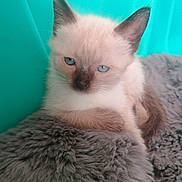 Armony participe au concours pour gagner de l'argent avec cette photo : kitten, cat, siamese, blue_eyes, fur, fluffy, resting, cozy, blanket, pet, animal, cute, indoor, sleepy, young, portrait, feline, domestic_cat, soft, relaxed