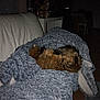 cat, sleeping, blanket, couch, furniture, indoor, cozy, fur, pet, resting, quiet, home, leather, fluffy, animal, relaxing, soft, warm, domestic, calm