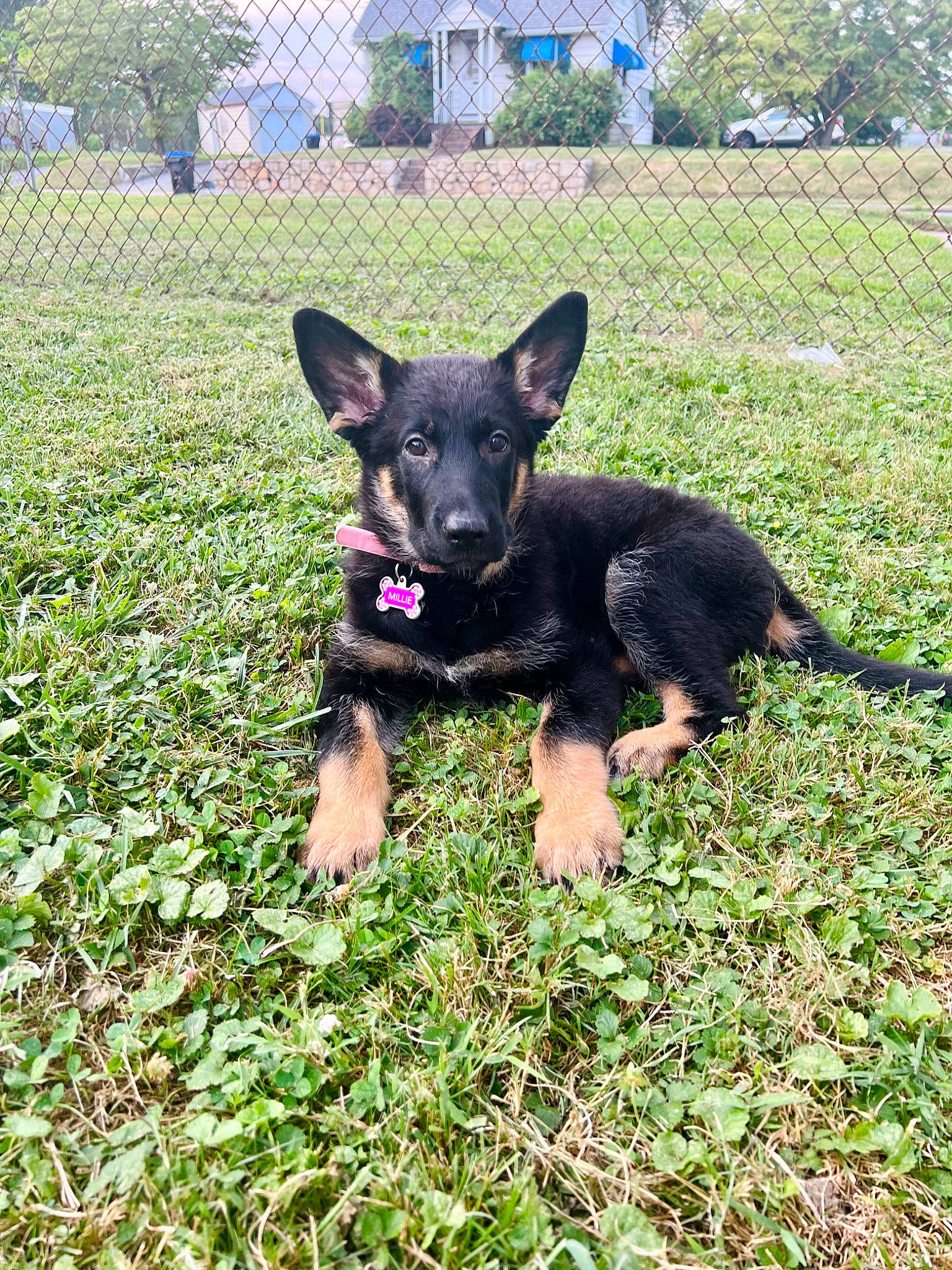 Millie joined the competition — help win amazing prizes! canidae, carnivore, companion_dog, dog, dog_breed, grass, grassland, groundcover, guard_dog, herding_dog, hunting_dog, plant, snout, sporting_group, tree, working_animal, working_dog