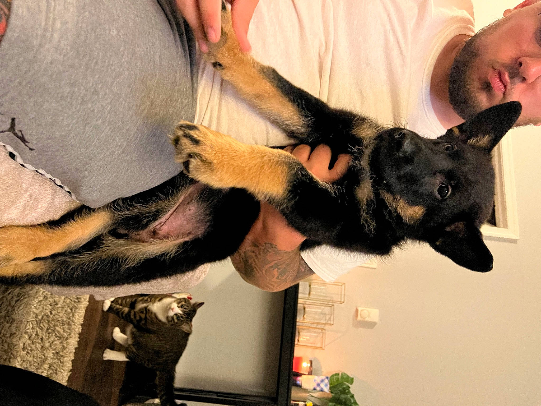 Millie is registered to the contest to win money with this photo: arm, canidae, carnivore, companion_dog, dog, dog_breed, ear, fawn, fun, fur, german_shepherd_dog, gesture, guard_dog, herding_dog, jaw, non_sporting_group, plant, sporting_group, working_animal, working_dog