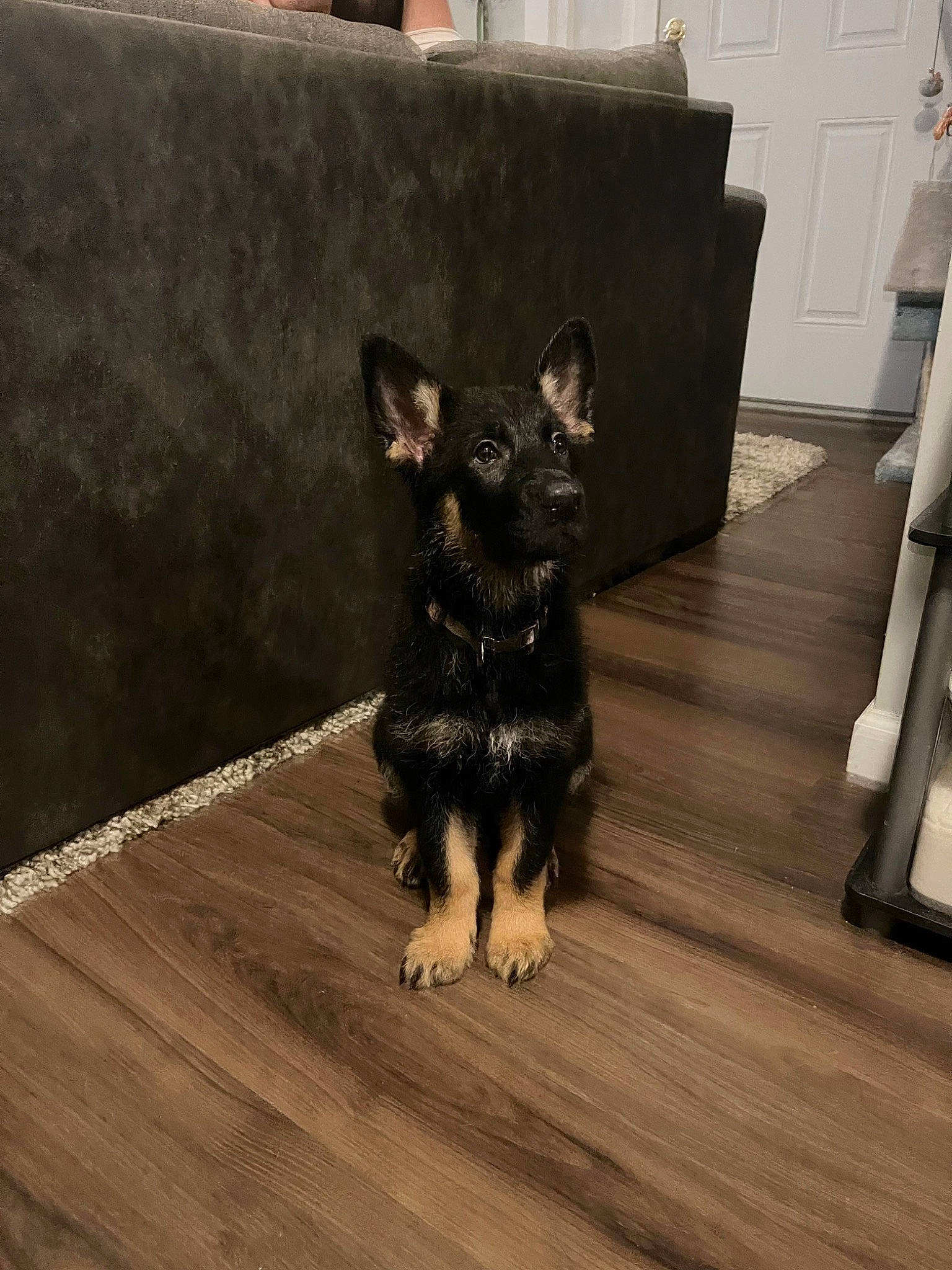 Millie is registered to the contest to win money with this photo: black_cat, carnivore, companion_dog, dog, dog_breed, fawn, felidae, floor, flooring, grey, hardwood, laminate_flooring, small_to_medium_sized_cats, snout, tail, toy_dog, whiskers, wood, wood_flooring, wood_stain