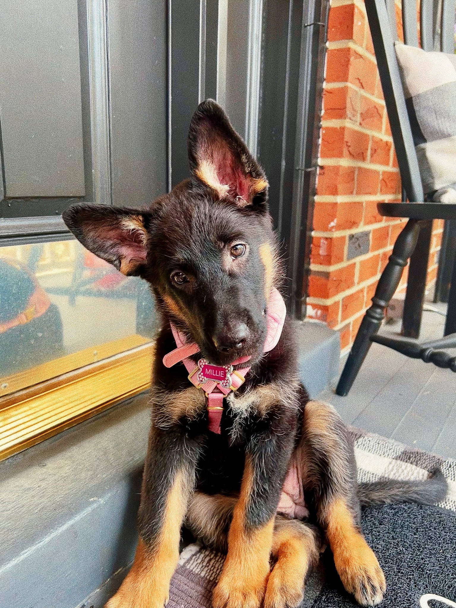 Millie joined the competition — help win amazing prizes! canidae, carnivore, collar, companion_dog, dog, dog_breed, dog_collar, dog_supply, ear, east_european_shepherd, fawn, fur, guard_dog, jaw, outdoor_furniture, paw, snout, sporting_group, tail, working_animal