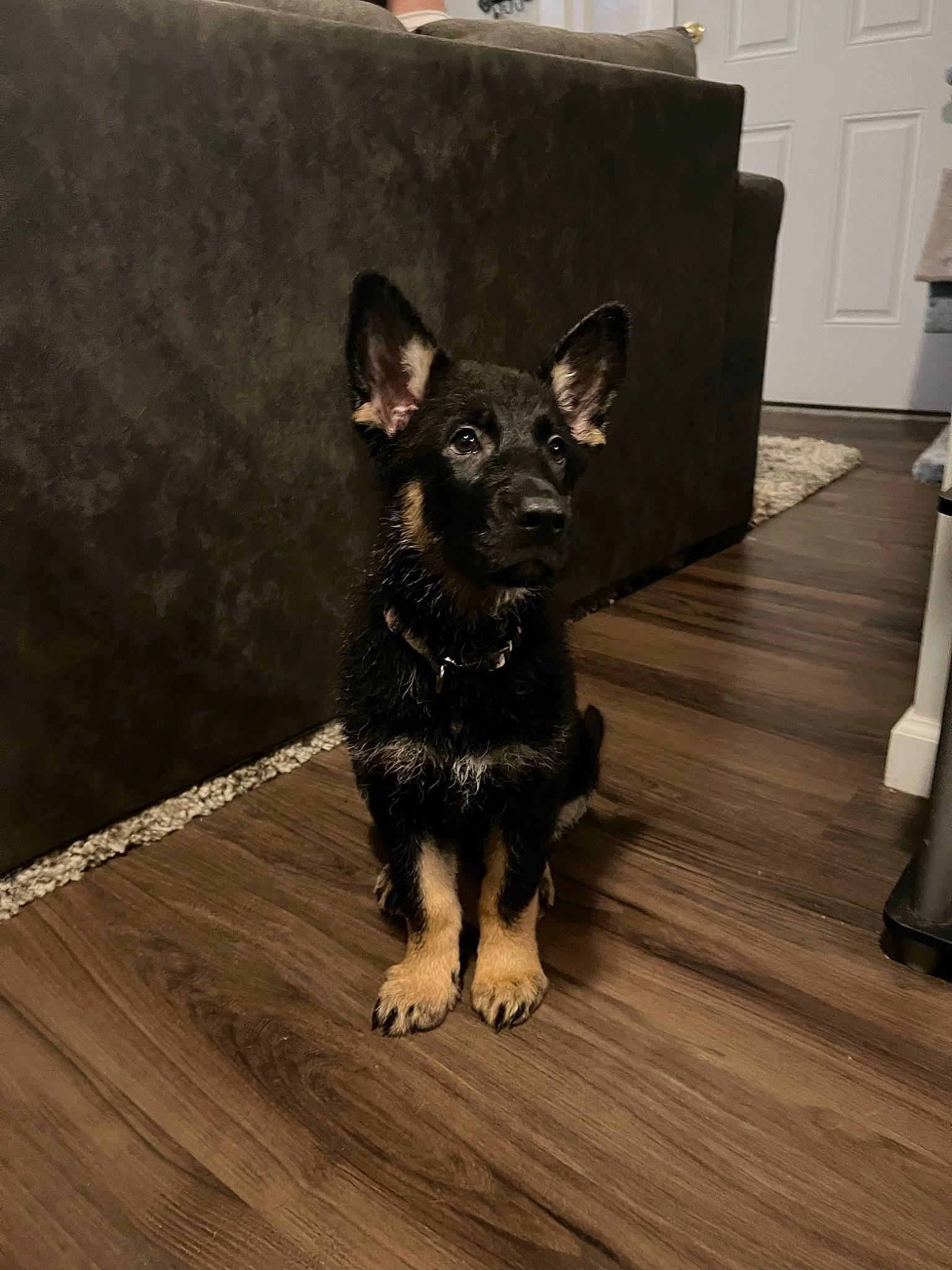 Millie joined the competition — help win amazing prizes! carnivore, companion_dog, dog, dog_breed, door, ear, fawn, floor, flooring, fur, hardwood, paw, plank, snout, tail, toy_dog, varnish, whiskers, wood, wood_stain