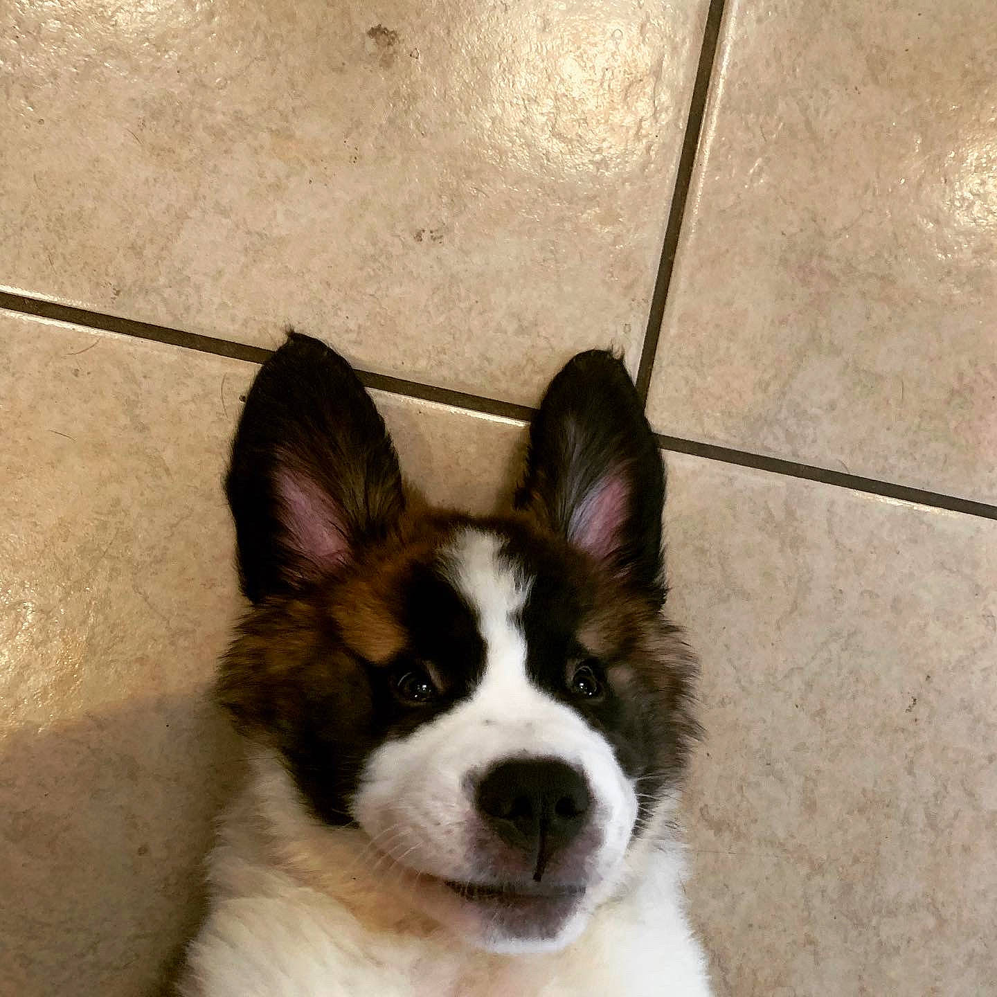 Apollo joined the competition — help win amazing prizes! ancient_dog_breeds, canidae, carnivore, companion_dog, dog, dog_breed, door, flooring, fur, herding_dog, puppy, snout, sporting_group, tail, terrestrial_animal, toy_dog, whiskers, working_animal, working_dog