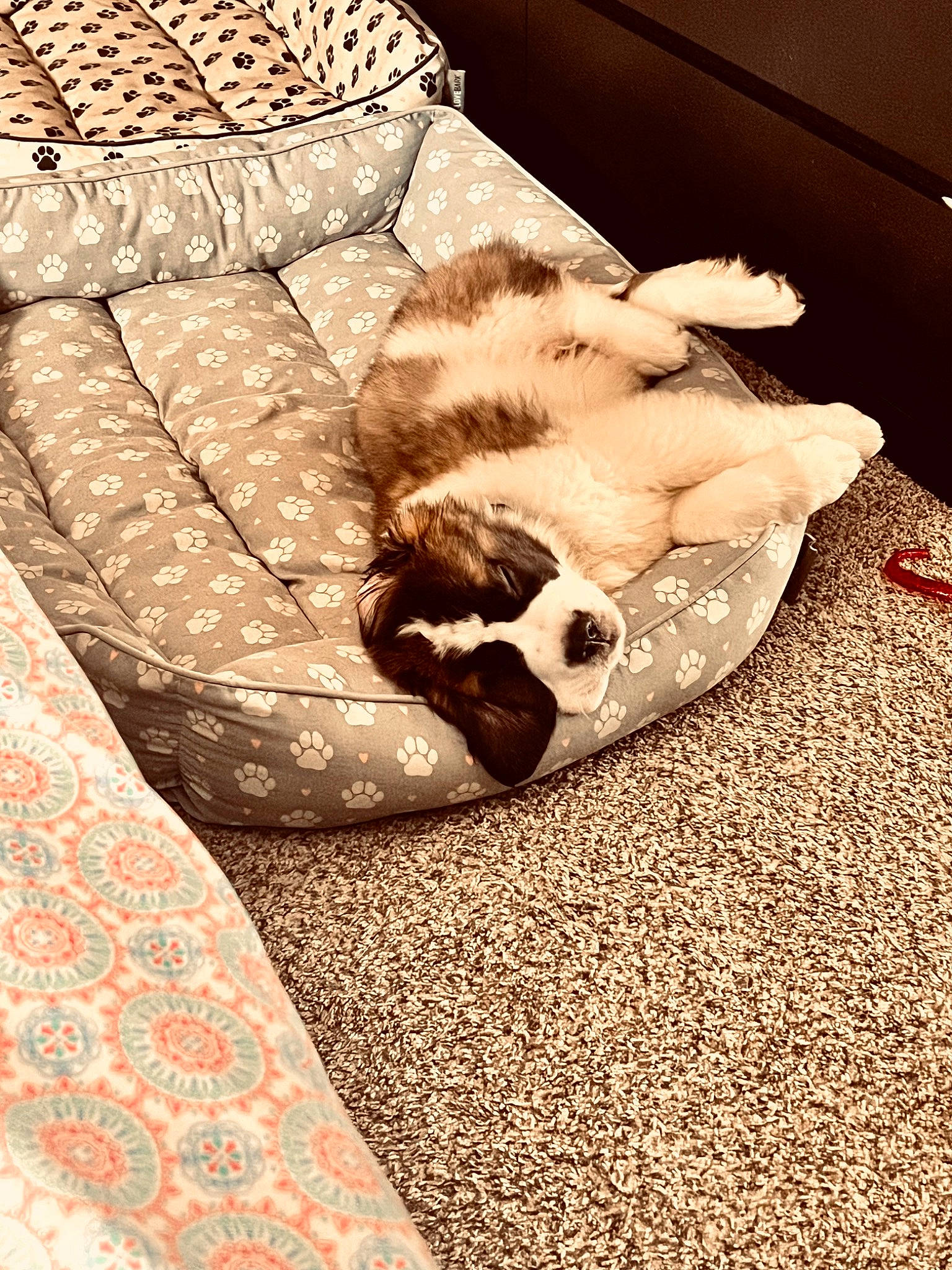 Apollo joined the competition — help win amazing prizes! bedding, carnivore, carpet, cat, cat_bed, comfort, companion_dog, couch, domestic_short_haired_cat, fawn, felidae, flooring, fur, hardwood, linens, pattern, small_to_medium_sized_cats, tail, whiskers, wood