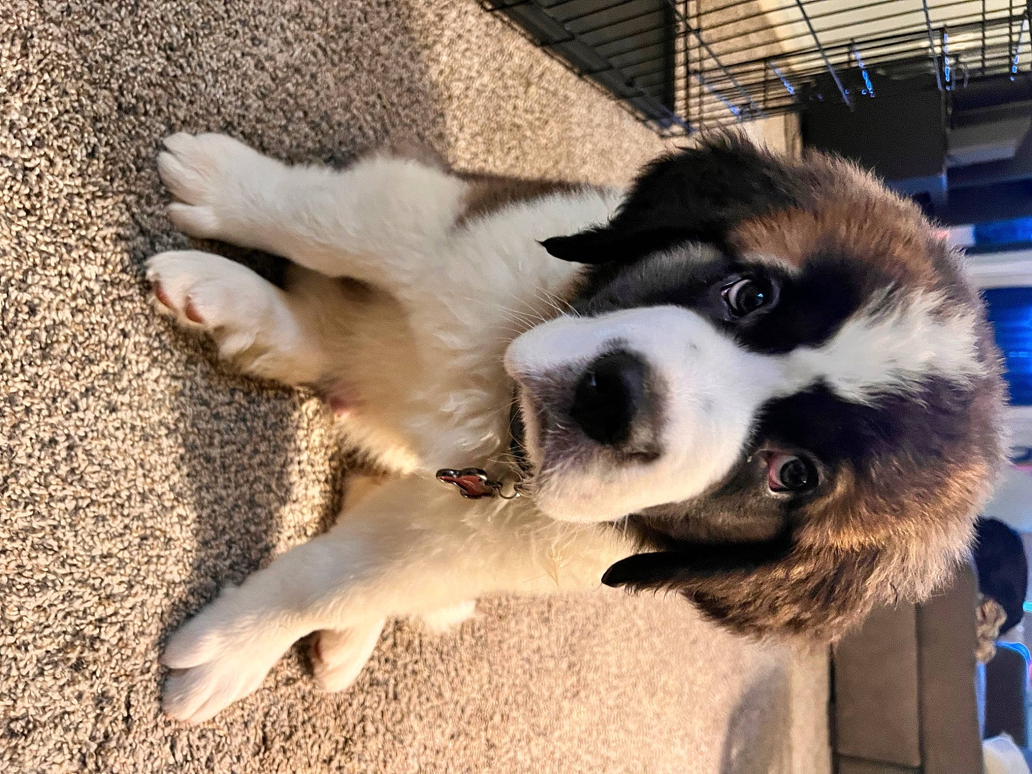 Apollo is registered to the contest to win money with this photo: canidae, carnivore, collar, companion_dog, dog, dog_breed, dog_collar, eyewear, fawn, fur, love, paw, puppy, puppy_love, sporting_group, square, tail, whiskers, working_animal, working_dog