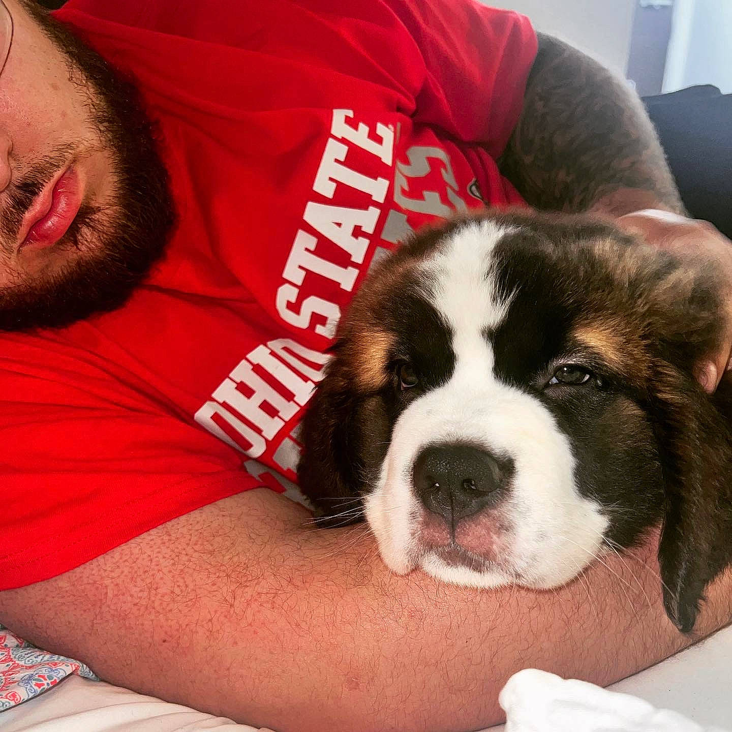 Apollo is registered to the contest to win money with this photo: beard, canidae, carnivore, comfort, companion_dog, dog, dog_breed, fawn, flooring, fur, happy, love, non_sporting_group, paw, puppy_love, snout, sporting_group, t_shirt, thigh, working_animal