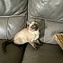 Mapel is registered to the contest to win money with this photo: animal, blurred, brown_cushion, cat, couch, curious, domestic_animal, feline, furniture, gray, indoor, kitten, leather, looking_up, pet, siamese_cat, sitting, small_cat, sofa, young_cat