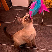 Mapel joined the competition — help win amazing prizes! animal, brown, cat, curious, ears, feathers, feline, floor, indoor, kitten, paws, pet, playing, siamese, tail, tiles, toy, whiskers, white, young