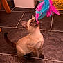 animal, brown, cat, curious, ears, feathers, feline, floor, indoor, kitten, paws, pet, playing, siamese, tail, tiles, toy, whiskers, white, young