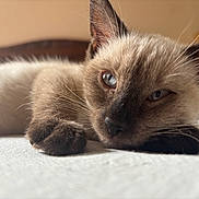 Snow participe au concours pour gagner de l'argent avec cette photo : cat, kitten, siamese, close_up, sleepy, paw, whiskers, fur, relaxed, indoor, soft_surface, animal, pet, resting, cute, young, face, ears, blue_eyes, cozy