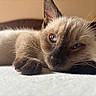 cat, kitten, siamese, close_up, sleepy, paw, whiskers, fur, relaxed, indoor, soft_surface, animal, pet, resting, cute, young, face, ears, blue_eyes, cozy
