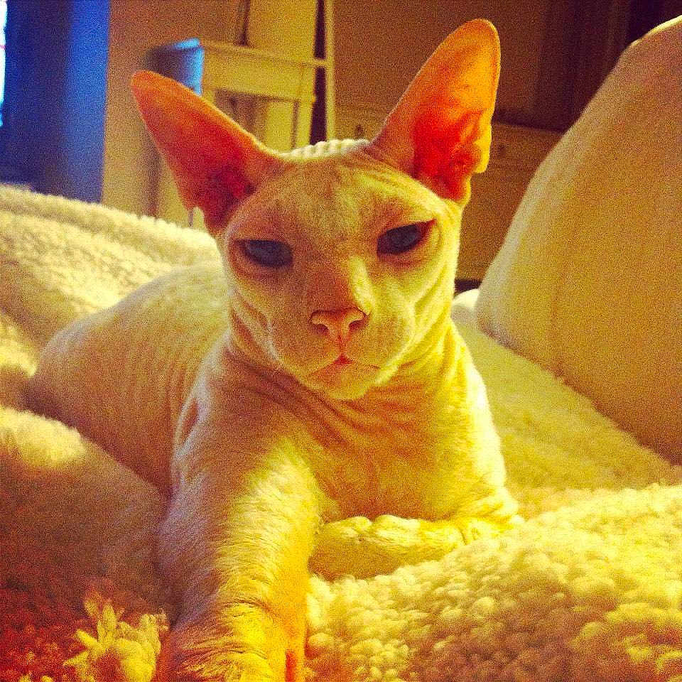 Tutute