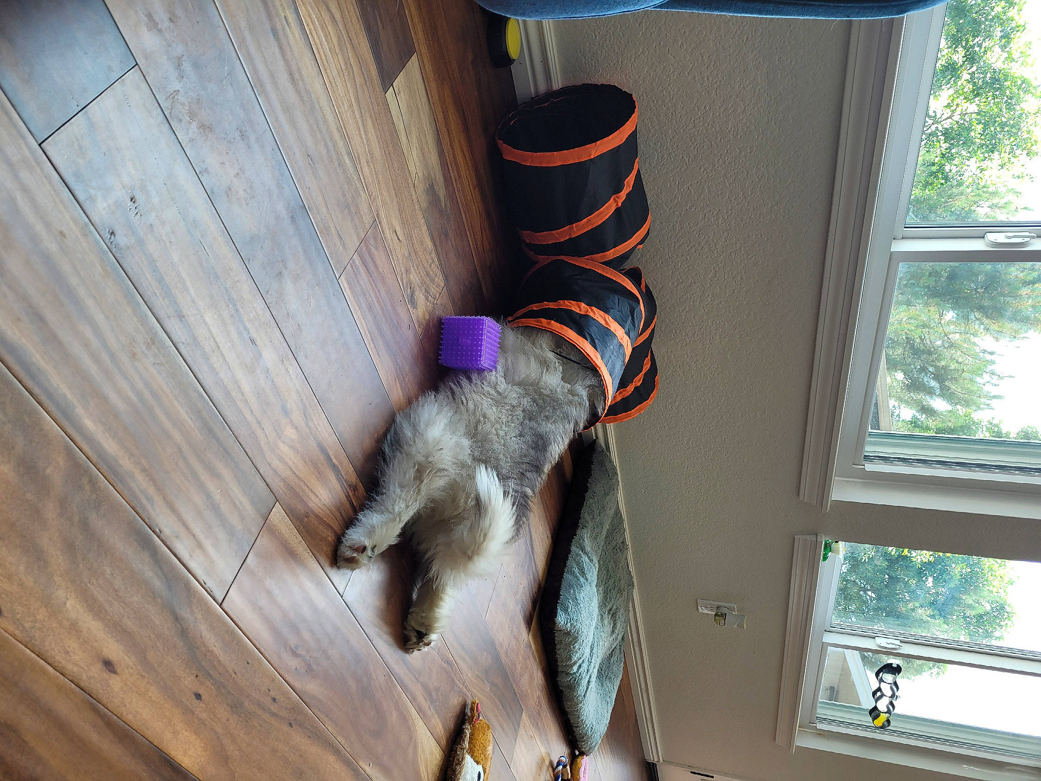 Atlas is registered to the contest to win money with this photo: canidae, carnivore, cat, collar, dog_breed, fawn, felidae, flooring, fur, hardwood, human_leg, pet_supply, small_to_medium_sized_cats, sporting_group, tail, tints_and_shades, tree, window, wood, wood_stain