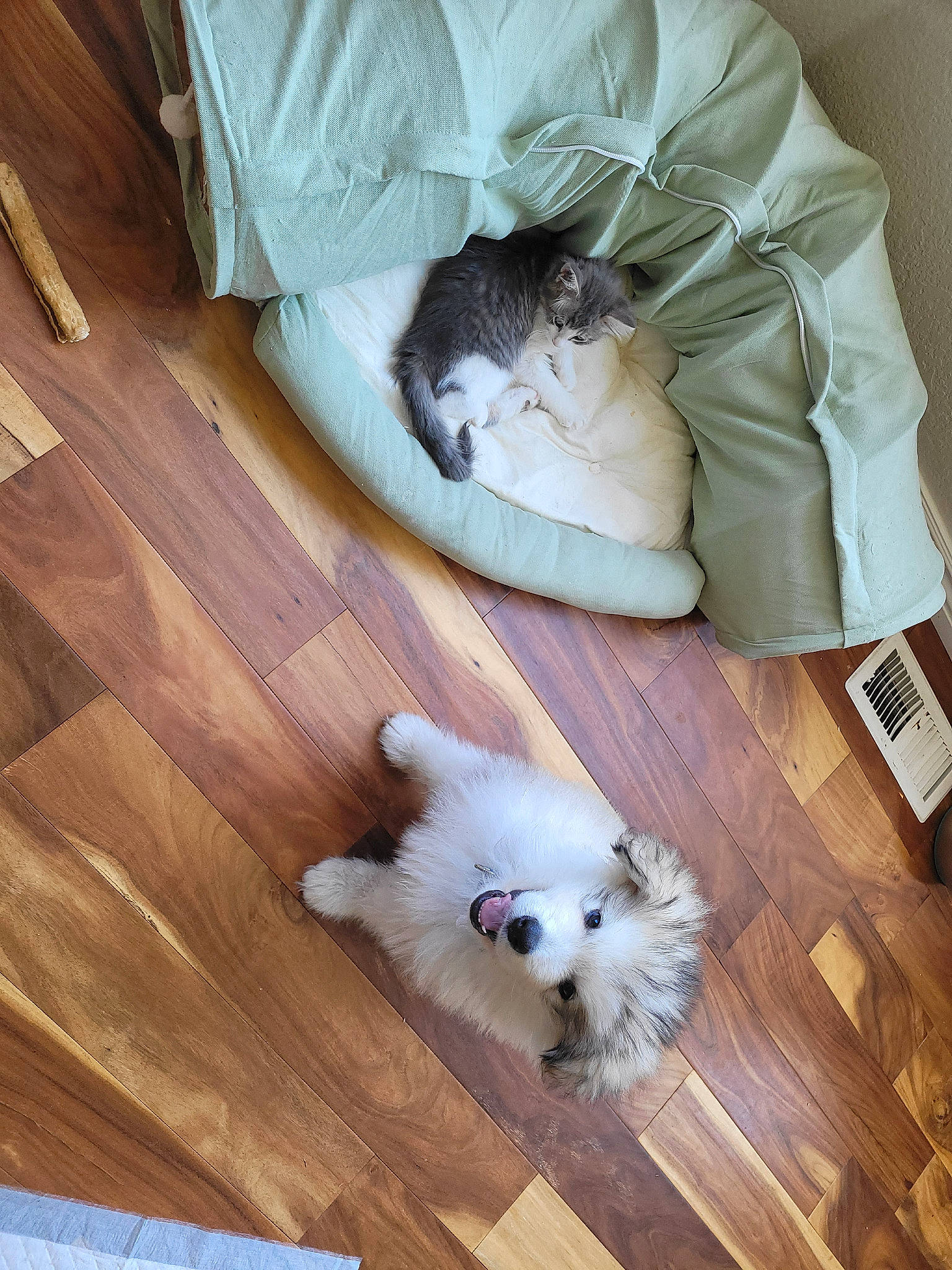 Atlas joined the competition — help win amazing prizes! canidae, carnivore, cat, comfort, companion_dog, dog, dog_breed, fawn, felidae, floor, flooring, hardwood, laminate_flooring, small_to_medium_sized_cats, sporting_group, toy_dog, whiskers, white, wood, wood_stain