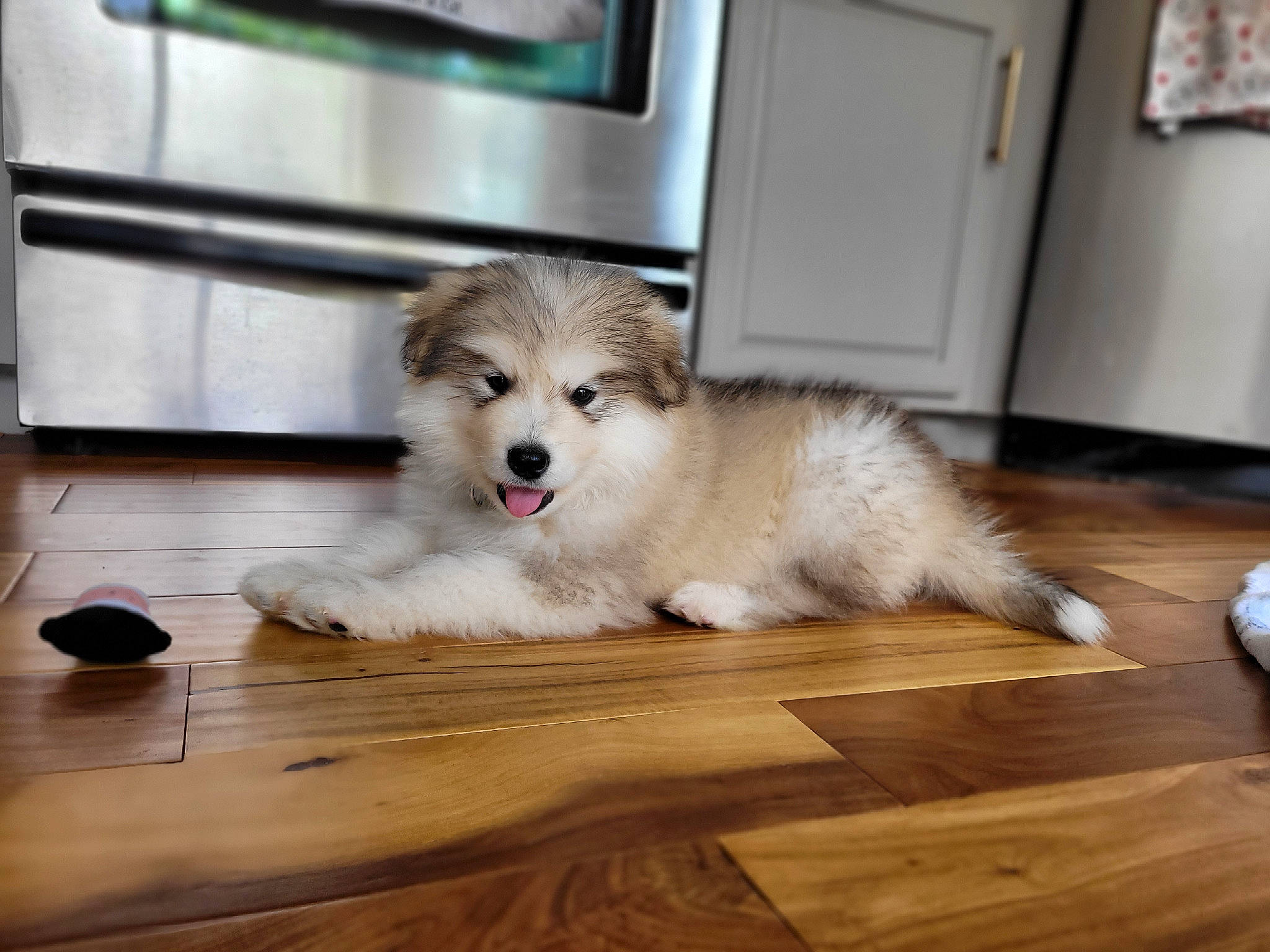 Atlas joined the competition — help win amazing prizes! carnivore, companion_dog, dog, dog_breed, door, fawn, floor, flooring, german_spitz, german_spitz_klein, german_spitz_mittel, hardwood, laminate_flooring, snout, spitz, varnish, volpino_italiano, wood, wood_flooring, wood_stain