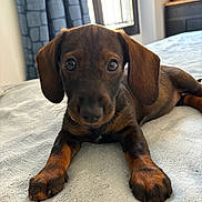 Valma a rejoint le concours — aidez-le/la à gagner de superbes lots ! puppy, dog, dachshund, bed, blanket, indoor, curtains, window, furniture, teddy_bear, cute, pet, animal, lying_down, front_paws, brown, black, soft_texture, closeup, young