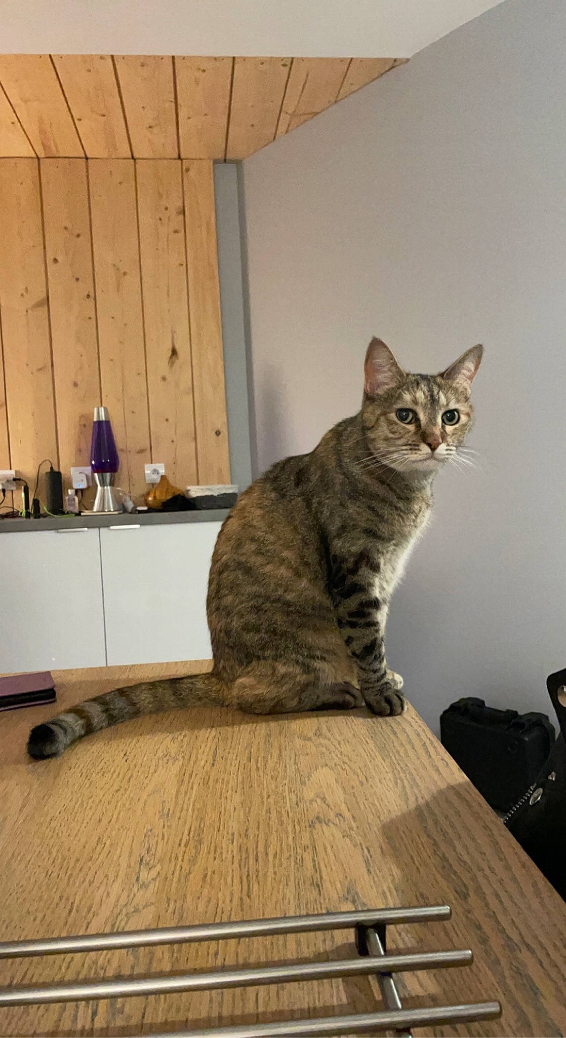 Microbe participe au concours pour gagner de l'argent avec cette photo : carnivore, cat, comfort, curtain, domestic_short_haired_cat, felidae, floor, flooring, fur, grey, hardwood, laminate_flooring, small_to_medium_sized_cats, snout, table, tail, whiskers, wood, wood_flooring, wood_stain