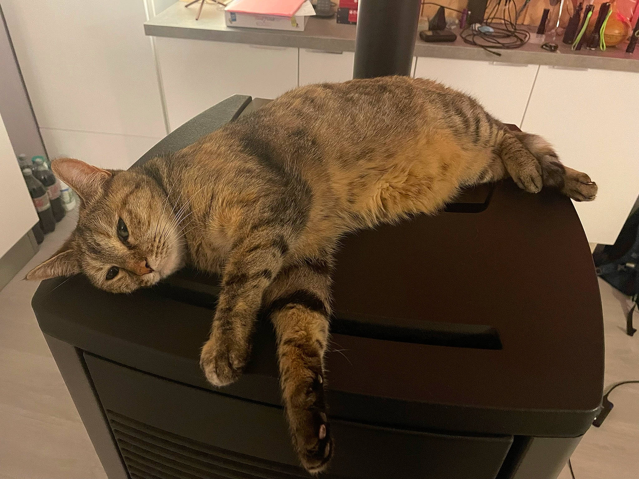 Microbe participe au concours pour gagner de l'argent avec cette photo : art, carnivore, cat, chair, claw, comfort, domestic_short_haired_cat, felidae, flooring, fur, metal, nap, paw, room, small_to_medium_sized_cats, snout, table, tail, terrestrial_animal, whiskers