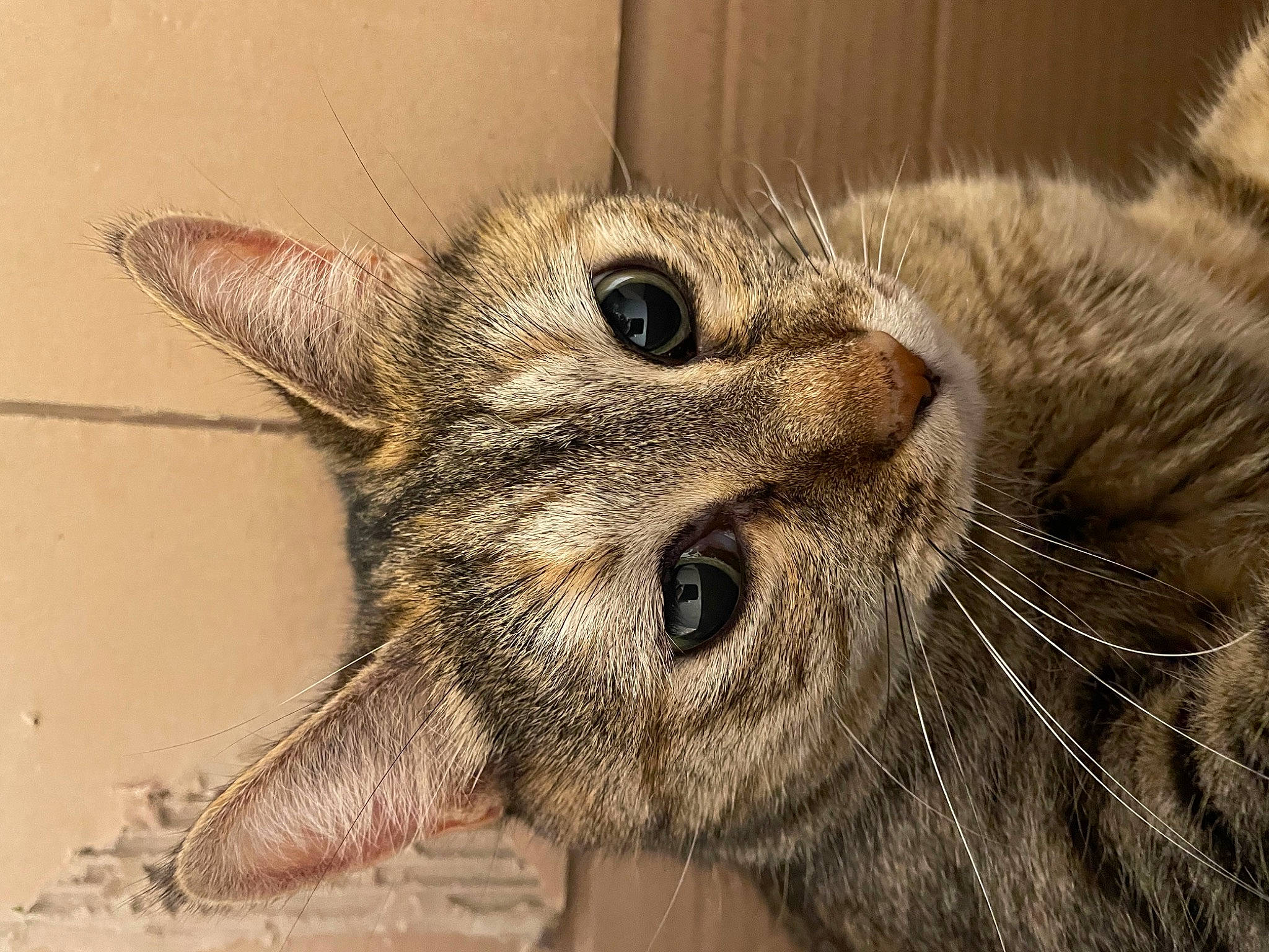 Microbe a rejoint le concours — aidez-le/la à gagner de superbes lots ! carnivore, cat, claw, close_up, domestic_short_haired_cat, ear, felidae, fur, paw, small_to_medium_sized_cats, snout, terrestrial_animal, whiskers, wildlife