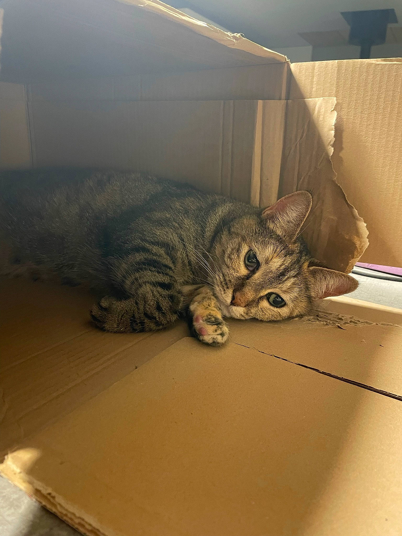 Microbe participe au concours pour gagner de l'argent avec cette photo : carnivore, cat, ceiling, comfort, domestic_short_haired_cat, eye, felidae, floor, flooring, fur, grey, hardwood, paw, room, small_to_medium_sized_cats, snout, tail, terrestrial_animal, whiskers, wood