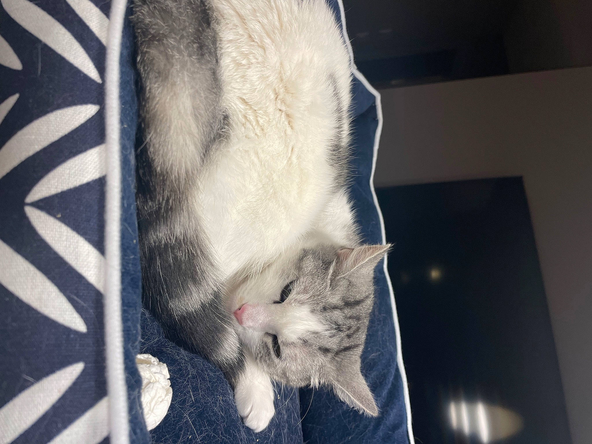 Crapouillou participe au concours pour gagner de l'argent avec cette photo : carnivore, cat, claw, domestic_short_haired_cat, felidae, fur, grey, linens, nap, pattern, paw, small_to_medium_sized_cats, tail, whiskers