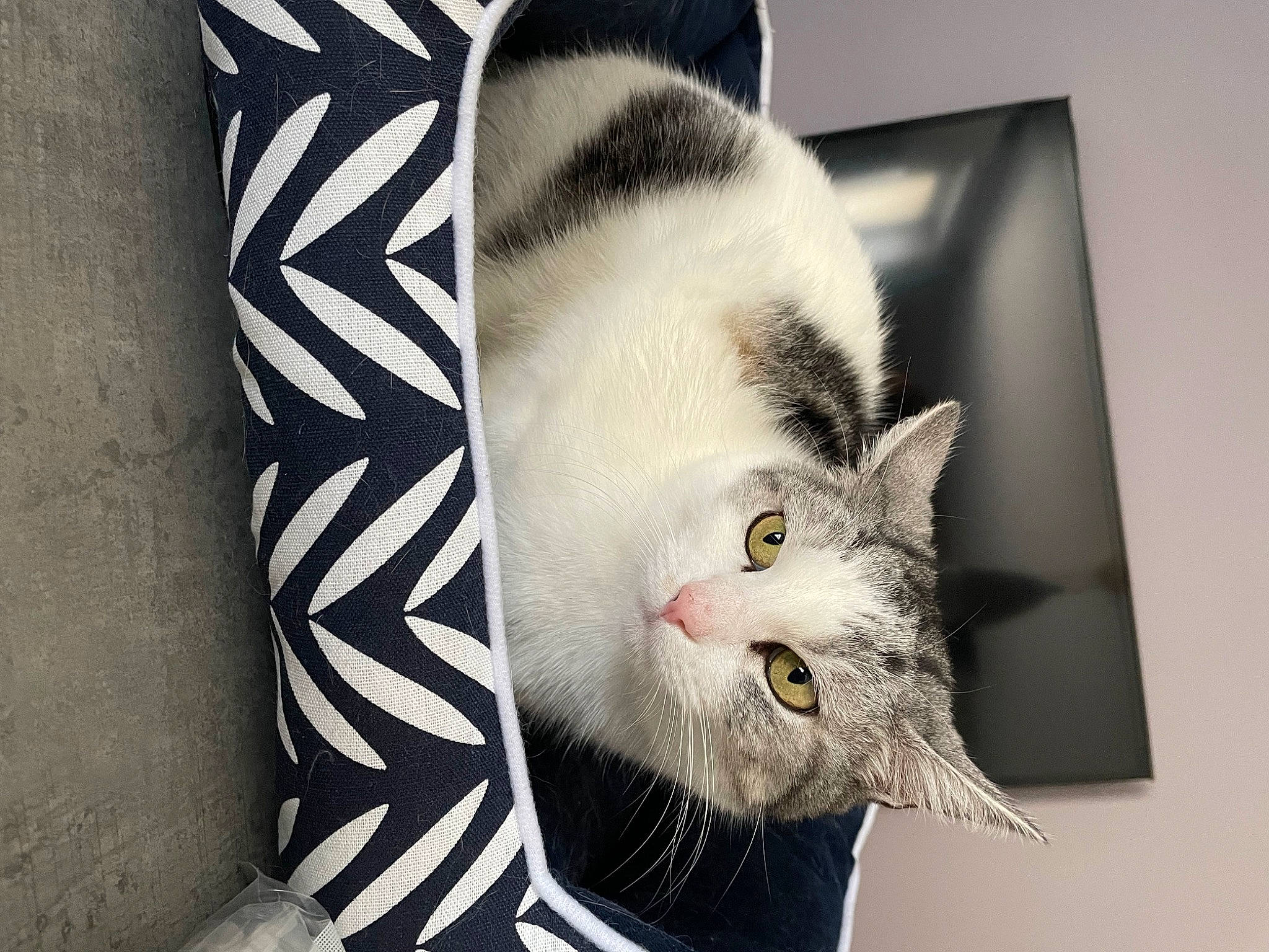 Crapouillou a rejoint le concours — aidez-le/la à gagner de superbes lots ! art, carnivore, cat, domestic_short_haired_cat, felidae, fur, grey, monochrome_photography, paw, photo_caption, small_to_medium_sized_cats, snout, tail, terrestrial_animal, whiskers