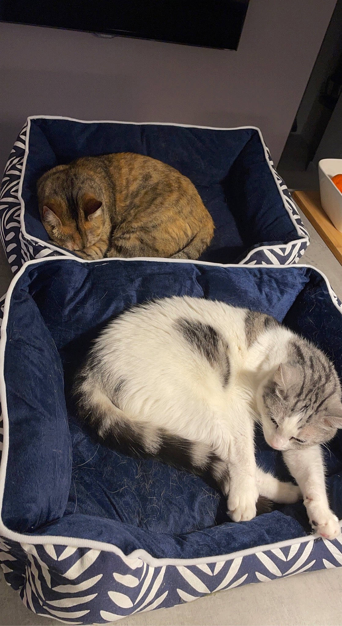 Crapouillou participe au concours pour gagner de l'argent avec cette photo : carnivore, cat, claw, comfort, companion_dog, dog_breed, domestic_short_haired_cat, felidae, fur, lap, mammal, nap, paw, small_to_medium_sized_cats, snout, tail, textile, vertebrate, whiskers, wood