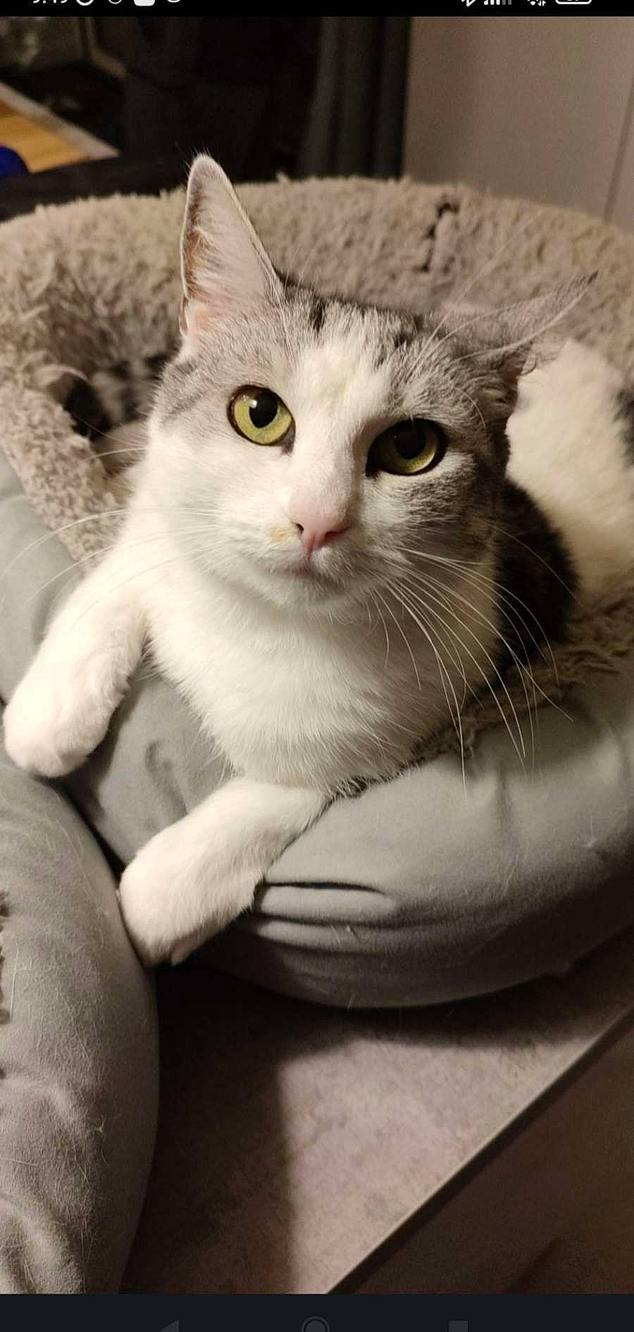 Crapouillou a rejoint le concours — aidez-le/la à gagner de superbes lots ! carnivore, cat, claw, comfort, domestic_short_haired_cat, ear, eye, felidae, fur, head, iris, jaw, monochrome, monochrome_photography, paw, small_to_medium_sized_cats, snout, tail, whiskers, window