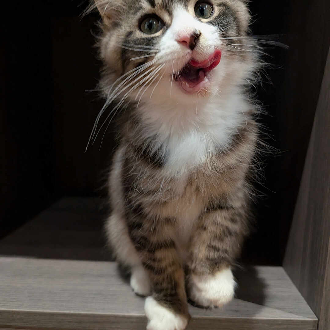 Vicky participe au concours pour gagner de l'argent avec cette photo : animal, cat, close_up, curious, cute, feline, fluffy, indoor, kitten, licking, paw, pet, portrait, tabby, tongue_out, whiskers, white_fur, wide_eyes, wooden_surface, young_cat