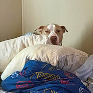 Petee is registered to the contest to win money with this photo: bed, blanket, brown_and_white_dog, canine, comfort, cozy, cute, dog, domestic, furniture, home, indoor, patterned_blanket, pet, pillow, quiet, relaxation, resting, sleepy, striped_pillowcase