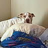 bed, blanket, brown_and_white_dog, canine, comfort, cozy, cute, dog, domestic, furniture, home, indoor, patterned_blanket, pet, pillow, quiet, relaxation, resting, sleepy, striped_pillowcase