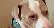 Petee is registered to the contest to win money with this photo: animal, calm, canine, close_up, collar, dog, domestic, ears, expression, face, fur, indoor, looking_down, mammal, nose, pet, portrait, snout, tan, white