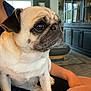 pug, dog, pet, animal, indoors, living_room, person, lap, furniture, cabinet, window, natural_light, floor, carpet, cute, portrait, canine, close_up, sitting, wrinkles