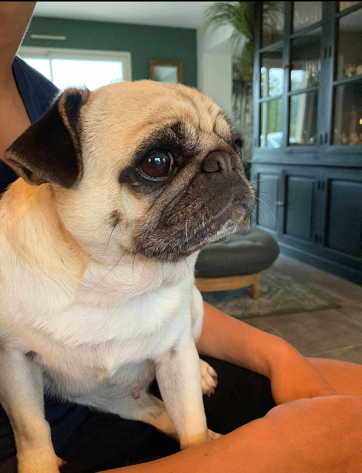 Paupiette participe au concours pour gagner de l'argent avec cette photo : pug, dog, pet, animal, indoors, living_room, person, lap, furniture, cabinet, window, natural_light, floor, carpet, cute, portrait, canine, close_up, sitting, wrinkles
