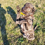 Shaft participe au concours pour gagner de l'argent avec cette photo : alert, animal, brindle, canine, collar, cute, dog, field, grass, harness, nature, outdoor, paw, pet, playful, posing, raised_paw, shadow, summer, sunlight