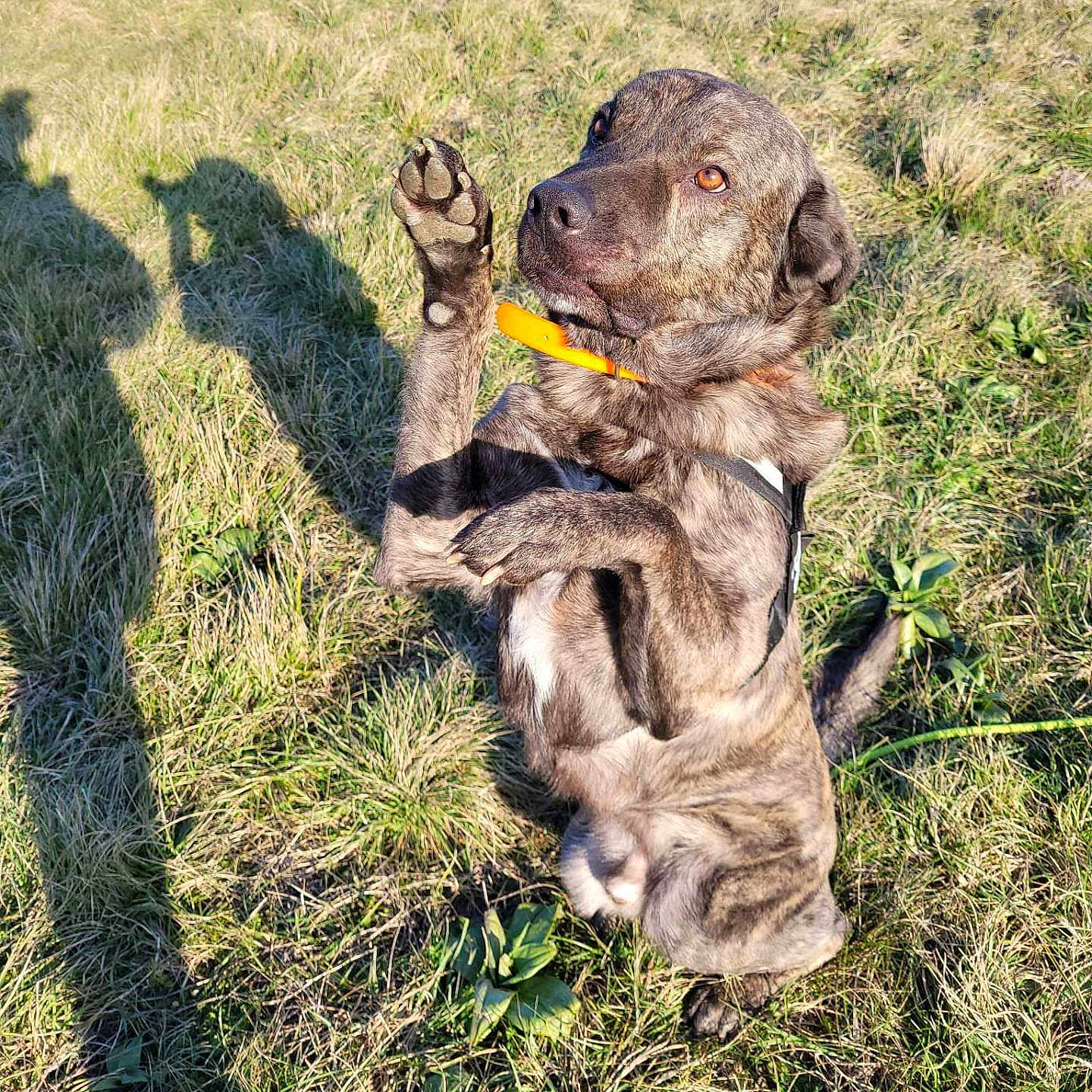 Shaft participe au concours pour gagner de l'argent avec cette photo : alert, animal, brindle, canine, collar, cute, dog, field, grass, harness, nature, outdoor, paw, pet, playful, posing, raised_paw, shadow, summer, sunlight