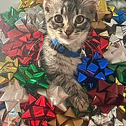 Baker joined the competition — help win amazing prizes! kitten, cat, tabby, blue_collar, gift_bows, colorful, shiny, holiday, decorations, close_up, indoor, curious, wide_eyes, pet, animal, playful, feline, cute, small, soft_light