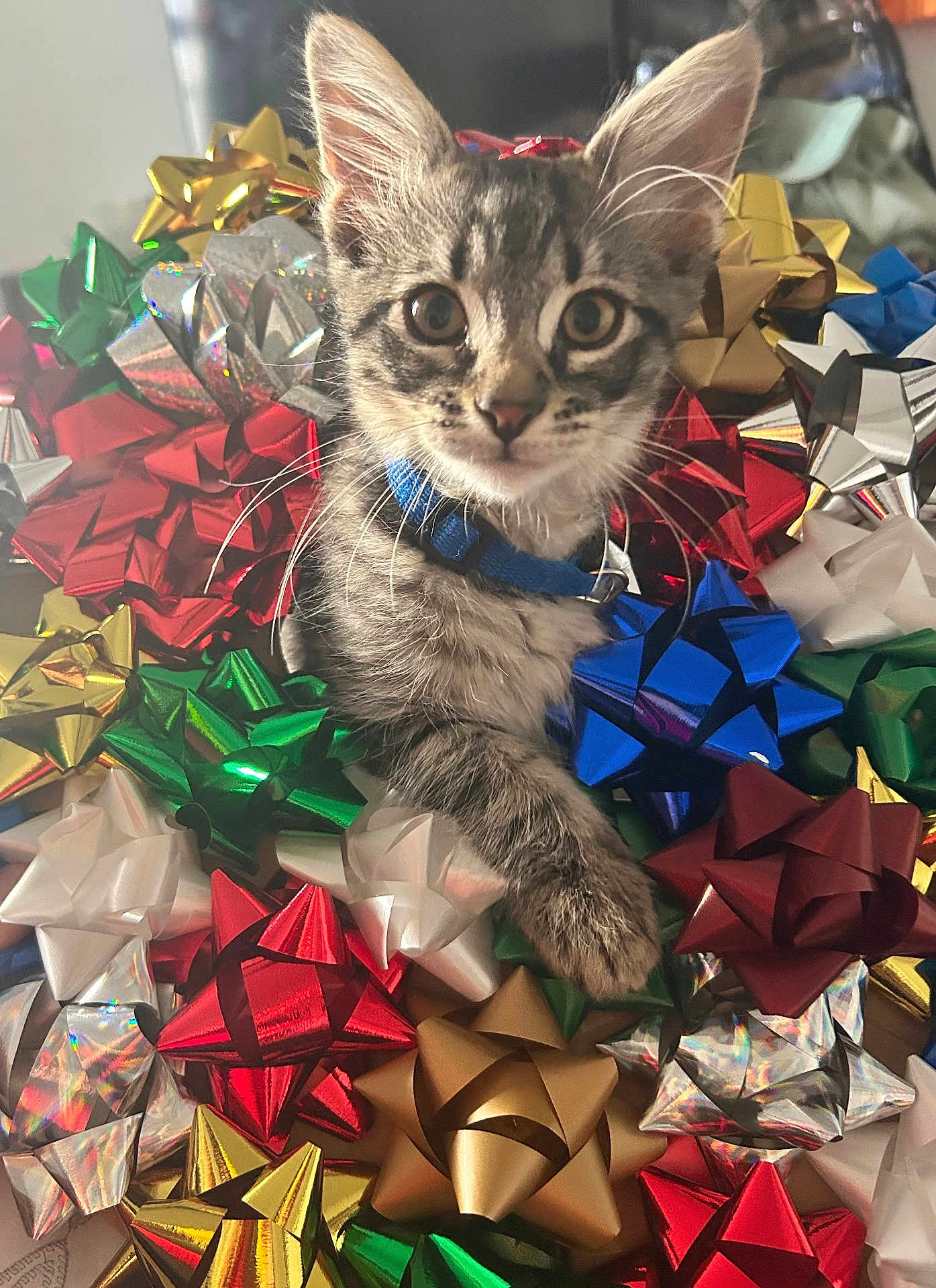Baker joined the competition — help win amazing prizes! kitten, cat, tabby, blue_collar, gift_bows, colorful, shiny, holiday, decorations, close_up, indoor, curious, wide_eyes, pet, animal, playful, feline, cute, small, soft_light