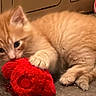 Blaze joined the competition — help win amazing prizes! kitten, cat, orange_cat, fluffy, toy, red_toy, floor, indoor, pet, animal, playful, cute, small, feline, paw, lying_down, young, domestic_cat, closeup, focused