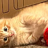 Blaze joined the competition — help win amazing prizes! kitten, cat, orange_tabby, pet, cute, playful, toy, red_toy, fur, whiskers, curious, lying_down, indoor, cardboard_box, drawing, animal, young, small, soft, closeup