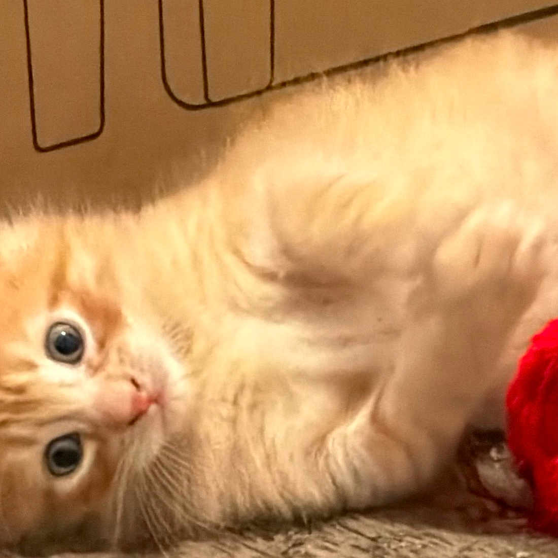 Blaze joined the competition — help win amazing prizes! kitten, cat, orange_tabby, pet, cute, playful, toy, red_toy, fur, whiskers, curious, lying_down, indoor, cardboard_box, drawing, animal, young, small, soft, closeup