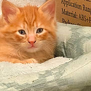 Blaze is registered to the contest to win money with this photo: cat, kitten, orange_cat, fur, pet, animal, resting, blanket, cozy, indoors, cute, whiskers, ears, face, nose, feline, young, soft, domestic, sleepy