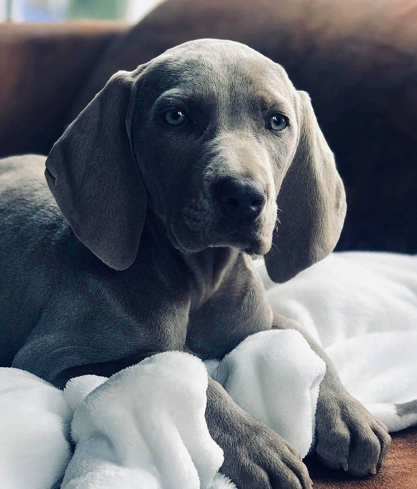 Palma participe au concours pour gagner de l'argent avec cette photo : beagador, canidae, carnivore, companion_dog, dog, dog_breed, ear, mammal, pointer, pointing_breed, puppy, rare_breed_dog, snout, sporting_group, vertebrate, weimaraner