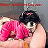 Kieko joined the competition — help win amazing prizes! animal, bed, black_and_white_fur, bow, celebration, collar, cozy, cute, dog, holiday, indoor, looking_at_camera, pet, pink_bed, pink_outfit, resting, small_dog, tag, text_overlay, valentines_day